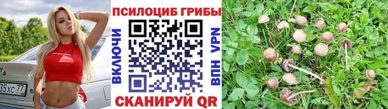 Галлюциногенные грибы Psilocybine cubensis Аргун